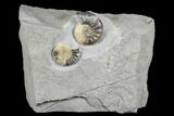 Ammonite (Asteroceras & Promicroceras) Fossils - England #176346-1